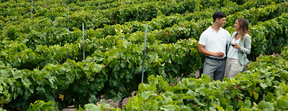 La ruta del vino
