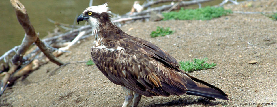 Águila pescadora 