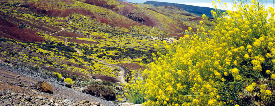 Hierba pajonera