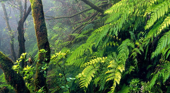 Flora y Fauna